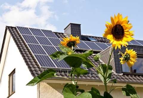 Solar-cells-on-a-roof-with-sun-flowers